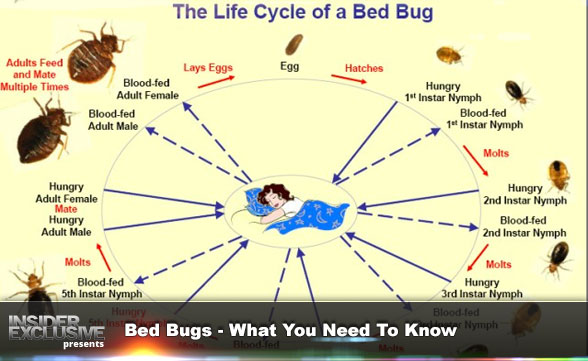 Bed Bugs – What You Need To Know